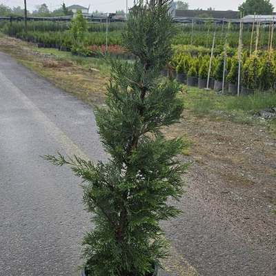 Leyland Cypress 8