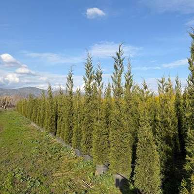 Leyland Cypress 9