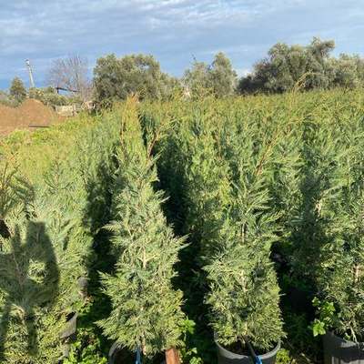 Leyland Cypress 10