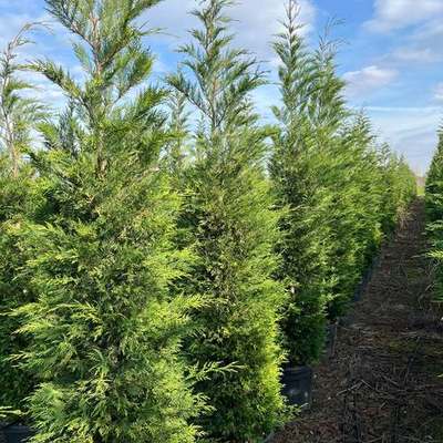 Leyland Cypress 11