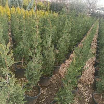 Leyland Cypress 12