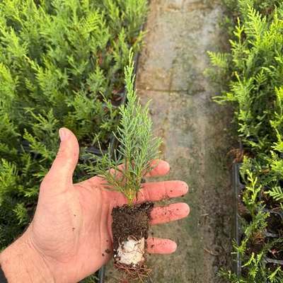 Leyland Cypress 13