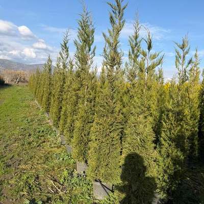 Leyland Cypress 15