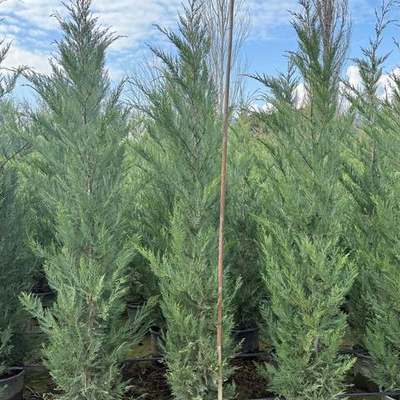 Leyland Cypress 16