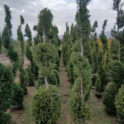 Leyland Cypress 17