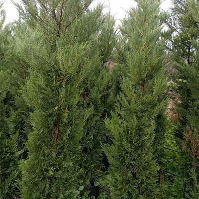 Leyland Cypress 18