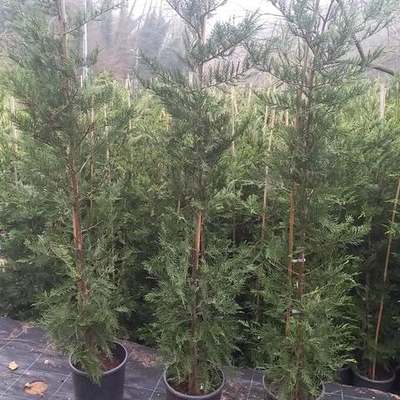 Leyland Cypress 19