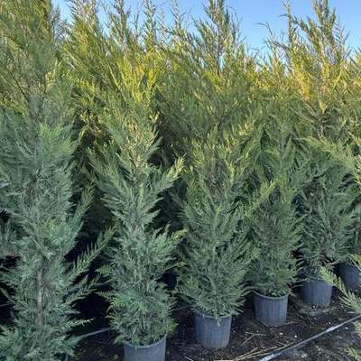 Leyland Cypress 20