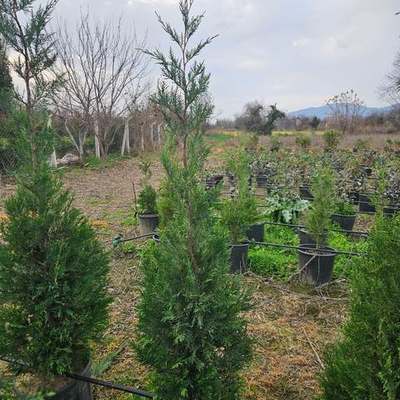Leyland Cypress 21