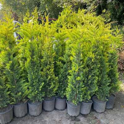 Leyland Cypress 22