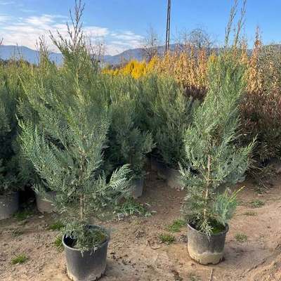Leyland Cypress 23