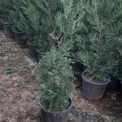 Leyland Cypress 24