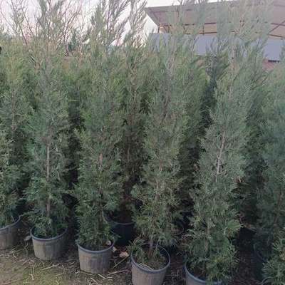 Leyland Cypress 25
