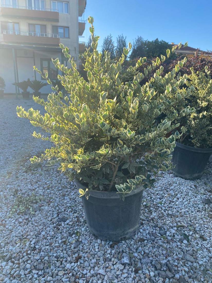Privet (Ligustrum) (Ligustrum japonicum 'Texanum', L. lucidum)