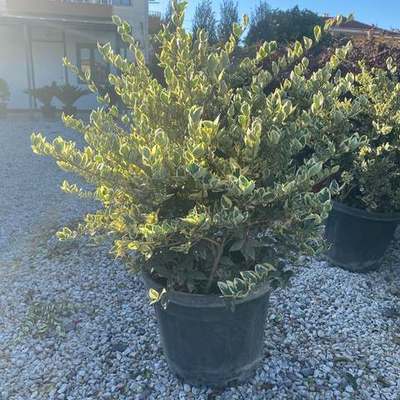 Privet (Ligustrum) (Ligustrum japonicum 'Texanum', L. lucidum)
