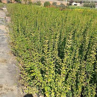 Privet (Ligustrum) 2