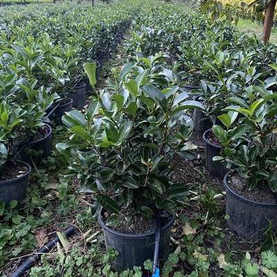 Privet (Ligustrum) 3