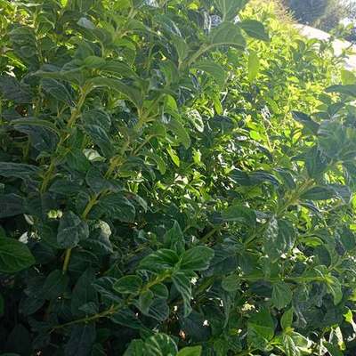 Privet (Ligustrum) 4
