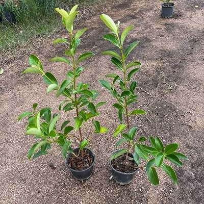 Privet (Ligustrum) 5