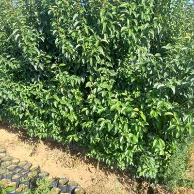 Privet (Ligustrum) 6