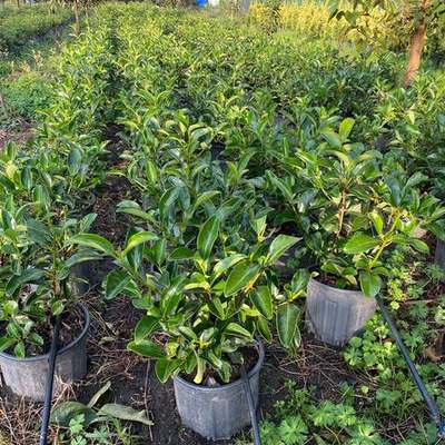 Privet (Ligustrum) 7
