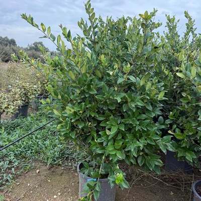 Privet (Ligustrum) 8
