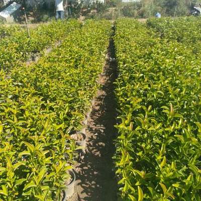 Privet (Ligustrum) 9