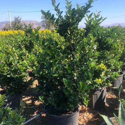 Privet (Ligustrum) 10