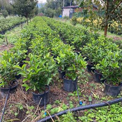 Privet (Ligustrum) 11