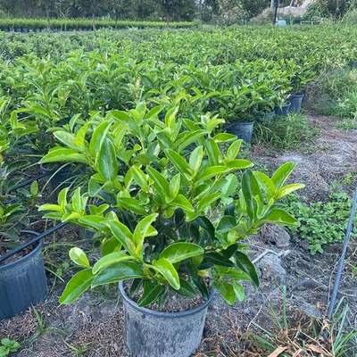 Privet (Ligustrum) 12