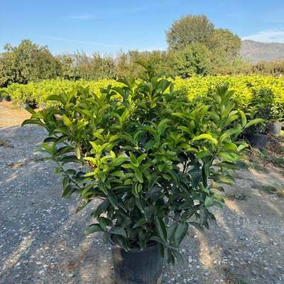 Privet (Ligustrum) 13
