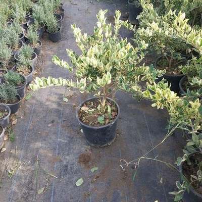 Privet (Ligustrum) 14