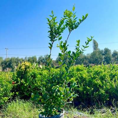 Privet (Ligustrum) 15