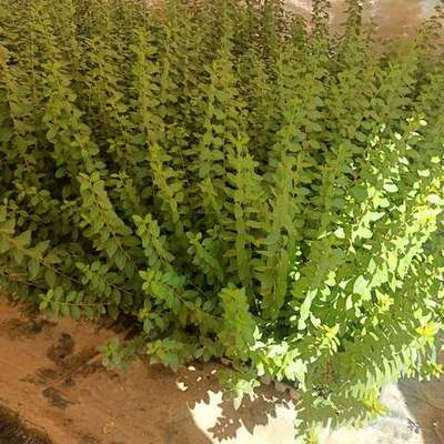Privet (Ligustrum) 16