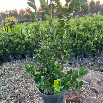 Privet (Ligustrum) 17