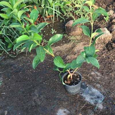Privet (Ligustrum) 18
