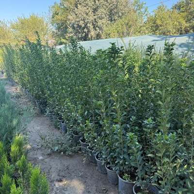 Privet (Ligustrum) 19