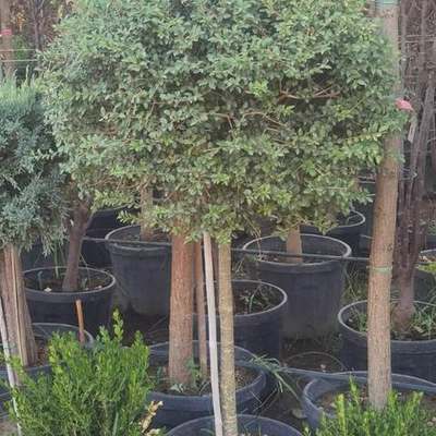 Privet (Ligustrum) 20