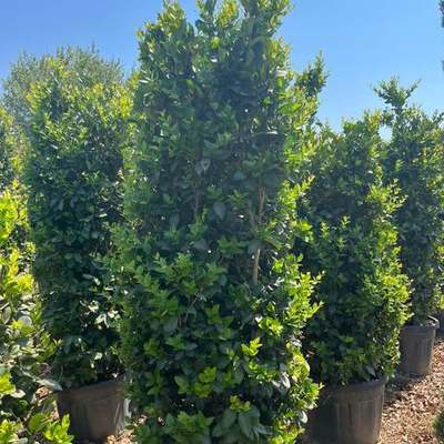 Privet (Ligustrum) 21