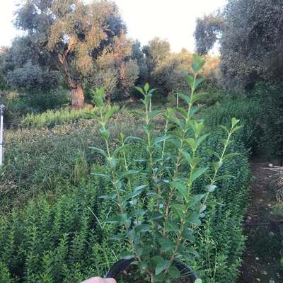 Privet (Ligustrum) 22