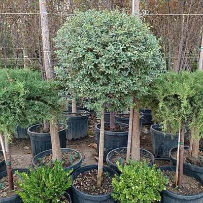 Privet (Ligustrum) 23