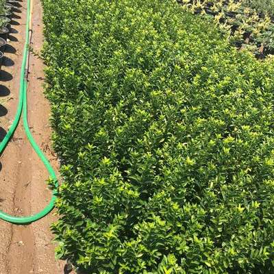 Privet (Ligustrum) 24