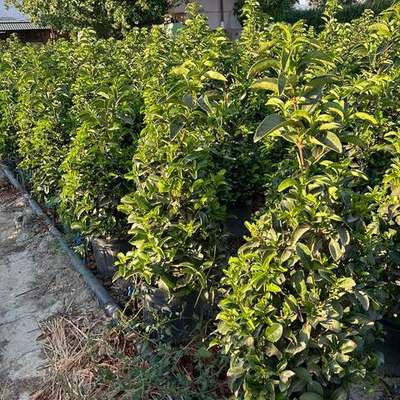 Privet (Ligustrum) 25