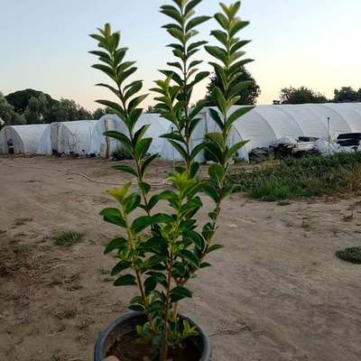 Privet (Ligustrum) 26