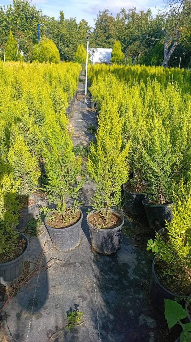 Lemon Cypress 'Goldcrest' (Cupressus macrocarpa 'Goldcrest')