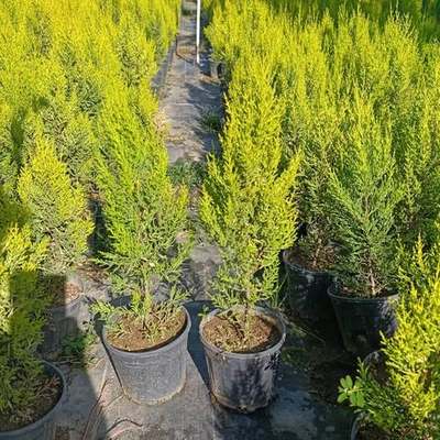 Lemon Cypress 'Goldcrest' (Cupressus macrocarpa 'Goldcrest')