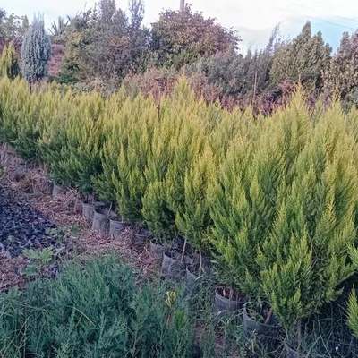 Lemon Cypress 'Goldcrest' 2