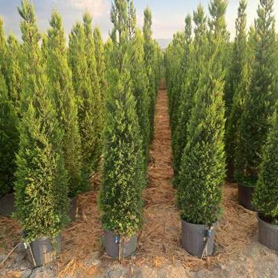Lemon Cypress 'Goldcrest' 3