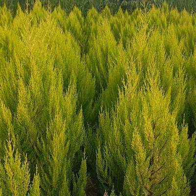 Lemon Cypress 'Goldcrest' 4
