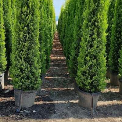 Lemon Cypress 'Goldcrest' 5